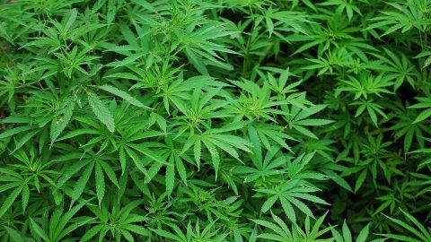 Marijuana