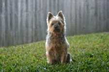 Dog in backyard