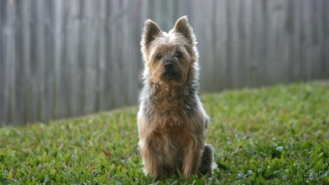 Dog in backyard