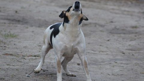 Dog barking outside