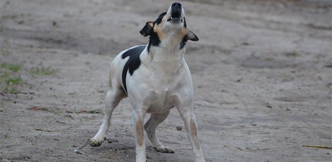 Appealing A Nuisance Dog Order