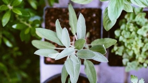 Pot plants from garden