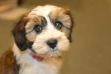 Brown and white dog