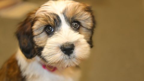 Brown and white dog