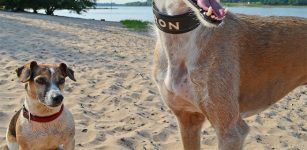 Dogs at the beach