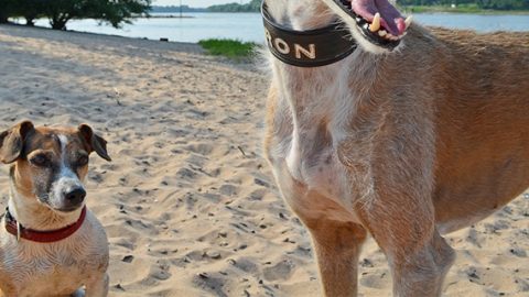 Dogs at the beach