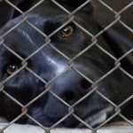 What Happens to Seized and Unclaimed Animals?