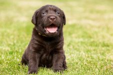 Brown puppy