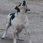 Companion Animals Act and Nuisance Animals