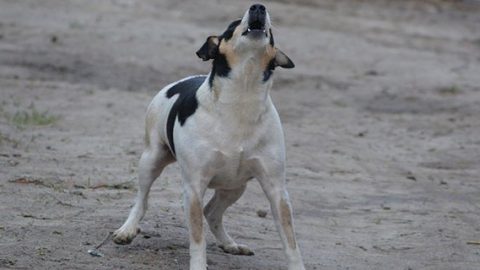 Small dog barking