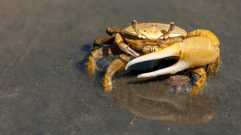 Crab