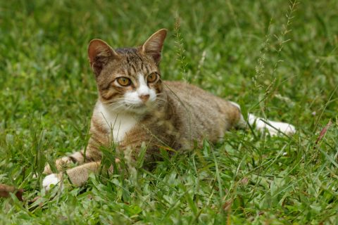 Cat sitting on green grass