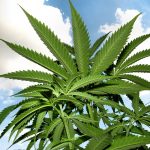 Defences to Cultivation of Cannabis Charges