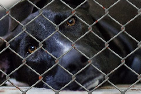 Dog in cage at the pound