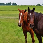 Two Horses Die after Melbourne Cup – Is Horse Racing a Form of Animal Cruelty?