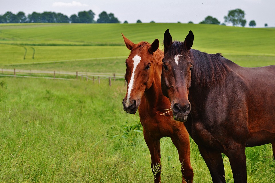 Two Horses Die after Melbourne Cup Is Horse Racing a Form of Animal