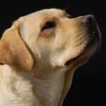 Drug Detection Dogs Reportedly Providing False Leads