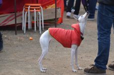 Greyhound racing