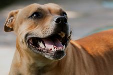 Happy Staffy