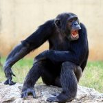 Should Chimps Have Legal Rights?