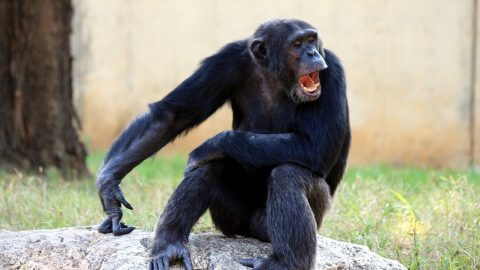 Chimp