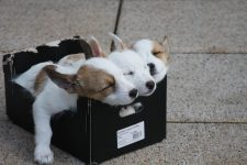 Puppies in a box