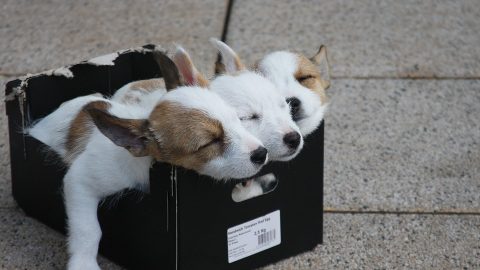 Puppies in a box