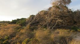 Australian bush