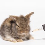 NZ Bans Animal Testing for Cosmetics