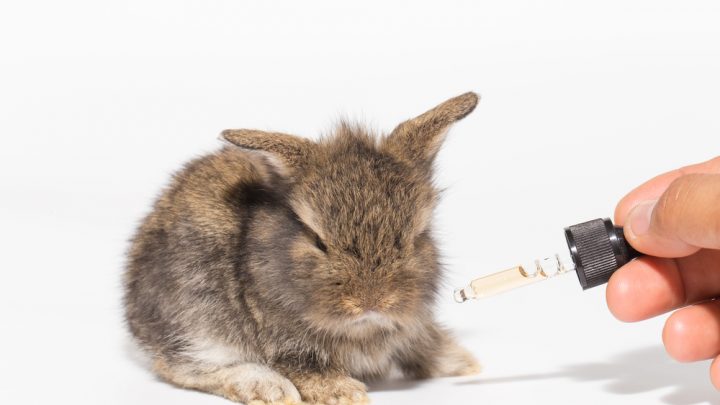 NZ Bans Animal Testing for Cosmetics NZ Bans Animal Testing for Cosmetics