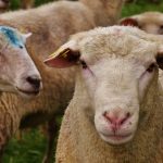 Verbal abuse of sheep: Has the world gone mad?