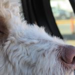 Dogs Die in Hot Cars: The Need for Better Laws