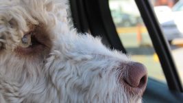 Dog alone in a locked car