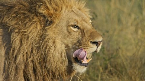 Lion