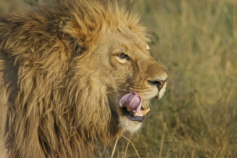 Hunting Rare Animals: Should Tougher Laws be Enacted? Hunting Rare Animals: Should Tougher Laws be Enacted?