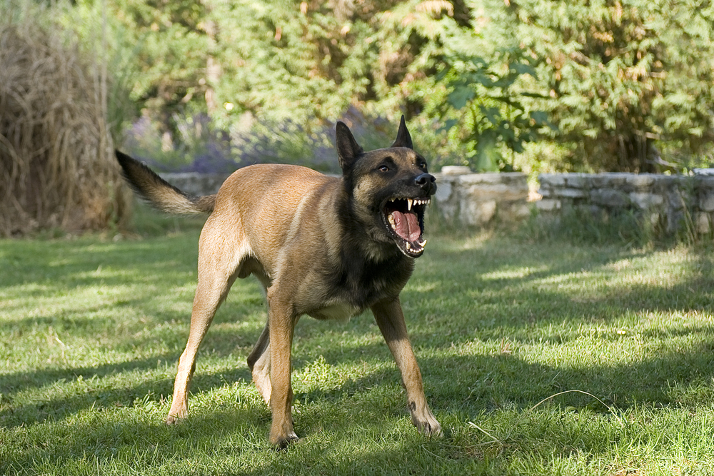 Dog Attacks The Liability Of Owners Dog Attacks The Liability Of Owners