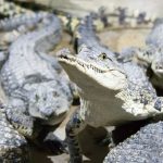 World’s Most Secure Jail: Crocodile Prison Island