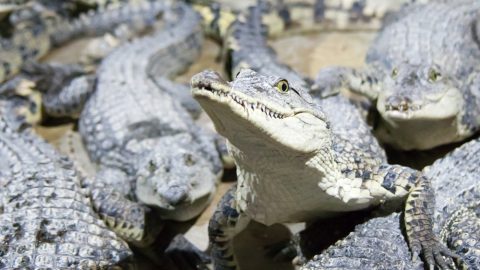 Crocodiles