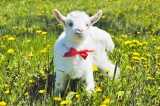 Goat in a bow and tie