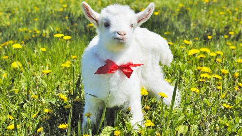 Goat in a bow and tie