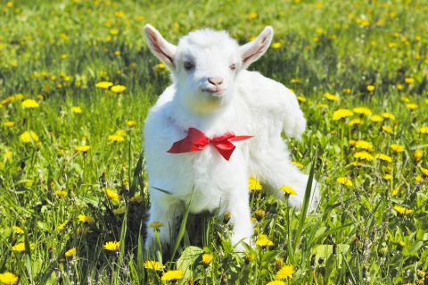 Goat in a bow and tie