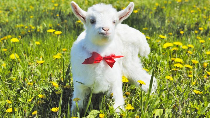 Goat in a bow and tie