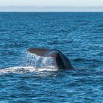 Whaling Company Fined for Wilful Contempt