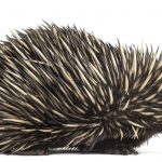 Selfie with Stolen Echidna Gets Men into Strife