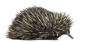 Echidna