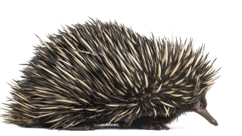 Echidna