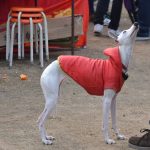 Greyhound Trainers Sentenced for Live Baiting
