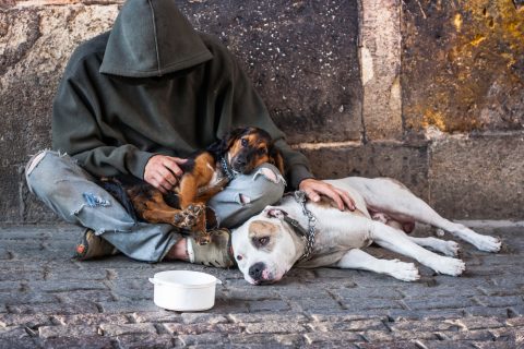Homeless man with two pet dogs