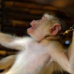 Justice Reinvestment and Performing Animal Welfare Society (PAWS)