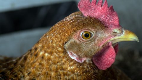 Chicken in fear